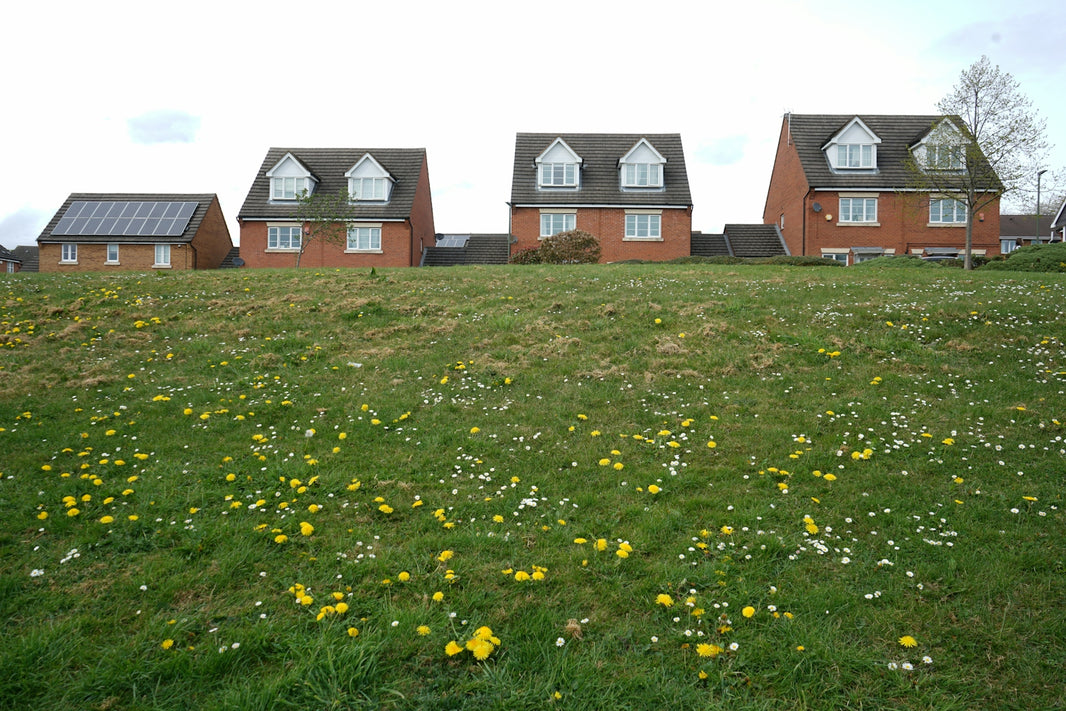 Houses on a grassy hill with dandelions and daisies